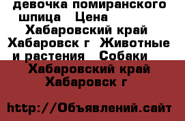 девочка помиранского шпица › Цена ­ 25 000 - Хабаровский край, Хабаровск г. Животные и растения » Собаки   . Хабаровский край,Хабаровск г.